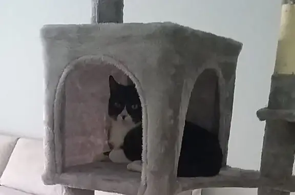 Búsqueda de mascotas, foto: ¡Gato Perdido! Negro y Blanco en Seseña