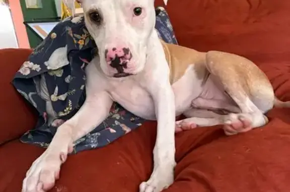 Lost and found pets Miami, photo: Friendly Found Dog in Miami - Help Reunite!