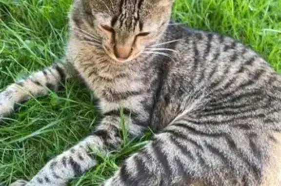 Chat trouvé , photo: Jeune chat mâle câlin trouvé à Bessoncourt