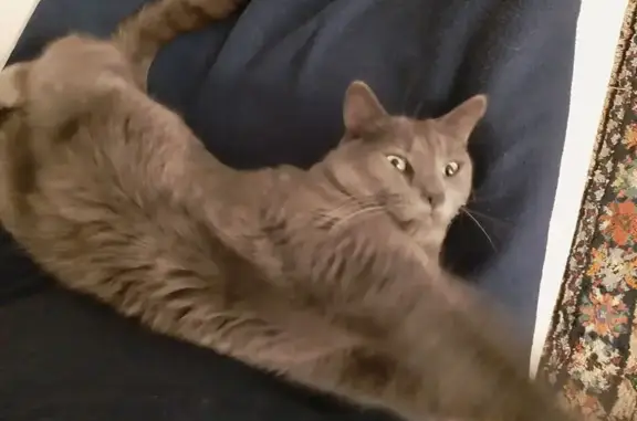 Chat gris perdu à Angoulême - photo