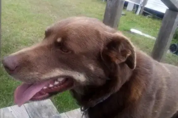 Lost Dog: Revan, Sweet German Shepherd Mix
