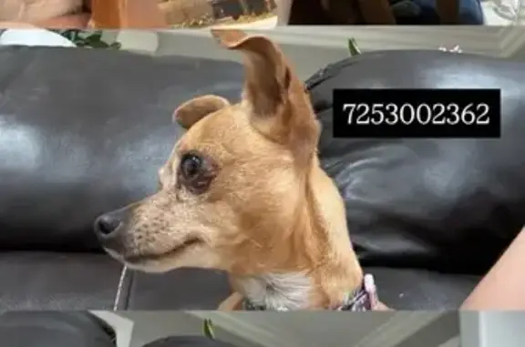 Lost Tan & White Chihuahua in Vegas