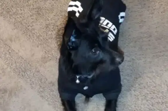 Lost Skittish Black Dog - Corbin Area