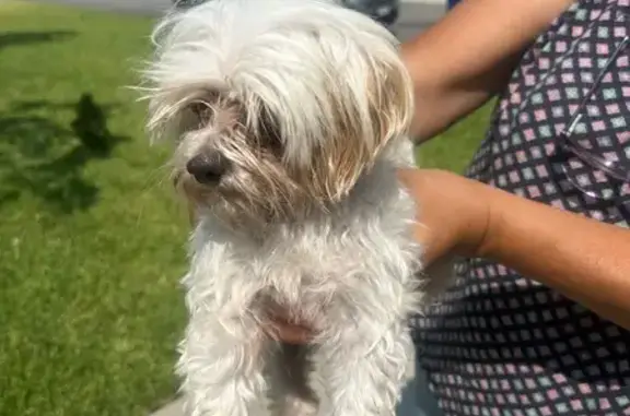 Lost and found pets San Leandro, photo: Found dog, San Leandro