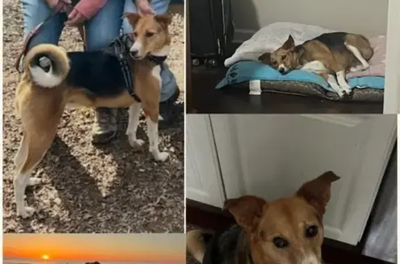 Lost Dog: Curly-Tailed Mix in Maryland
