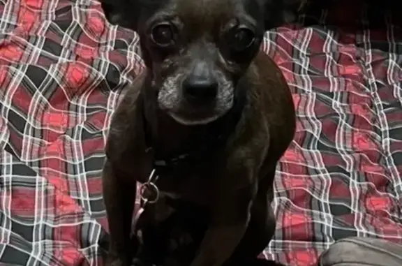 Lost Brown Chihuahua 'Batman' in Taylor