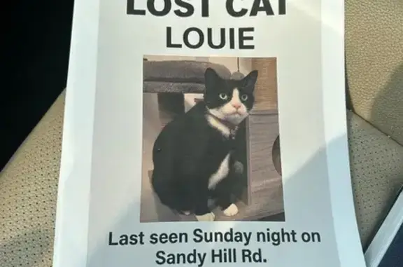 Lost Tuxedo Cat: Friendly & Shiny Coat