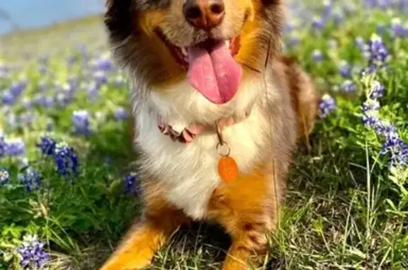 Lost Red Merle Aussie in La Vernia Storm