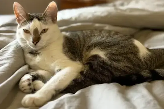 Animaux perdus Linards, photo: Chatte perdue, blanche et tigrée, Linards