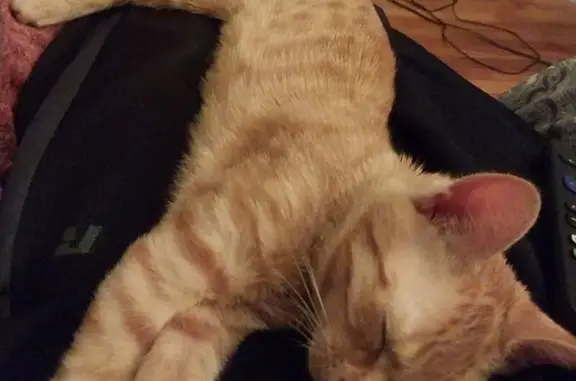 Missing: 3-Year-Old Orange Tabby Cat