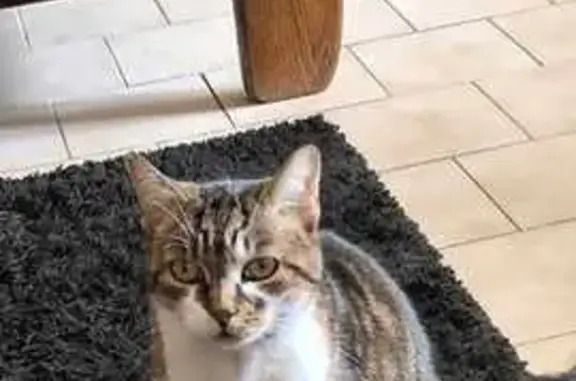 Animaux perdus , photo: Chat perdu : tigré et blanc à Lastic