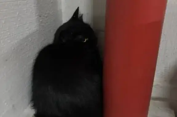 Found cat Singapore, photo: Found: Scared Black Cat, Yellow Eyes