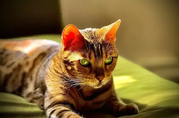 Lost Asthmatic Cat: Leopard Spots & Green Eyes