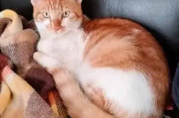 Animaux perdus , photo: Perdu : Chat roux et blanc, Filou, craintif