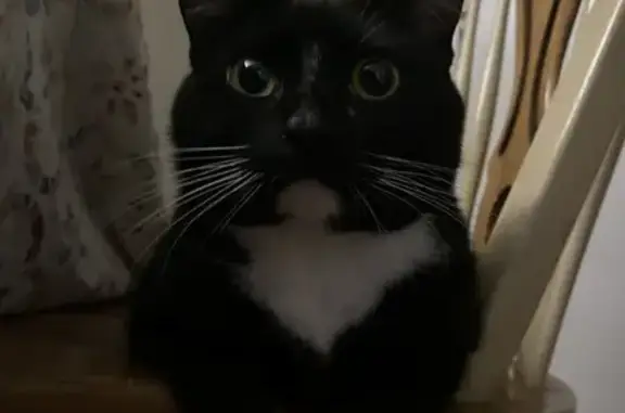 Lost Tuxedo Cat Ollie: Lake Bluff Area