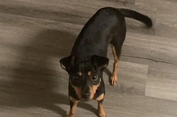 Missing dog Cape Coral, photo: Lost Dog in Cape Coral - Friendly & Safe