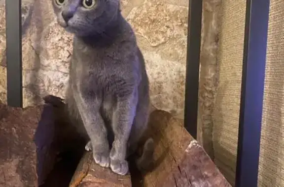 Chat perdu, Avignon, photo: Chat perdu à Avignon, 1261D Chemin Canotiers