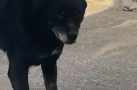 Perro Mayor Perdido en Calle Los Lages, Murcia