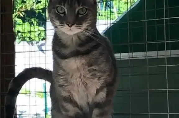 Chat perdu : européen tigré gris, Générac - photo
