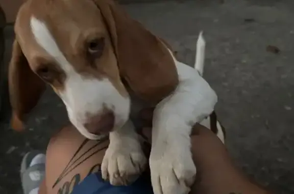 Perro Perdido en Cúllar Vega: Blanca y Marrón