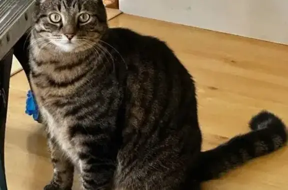 Lost and found pets , photo: Help Find Harry: Lost Cat in Saint Paul