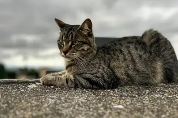 Chat perdu : Ulysse, taille moyenne, sociable - photo
