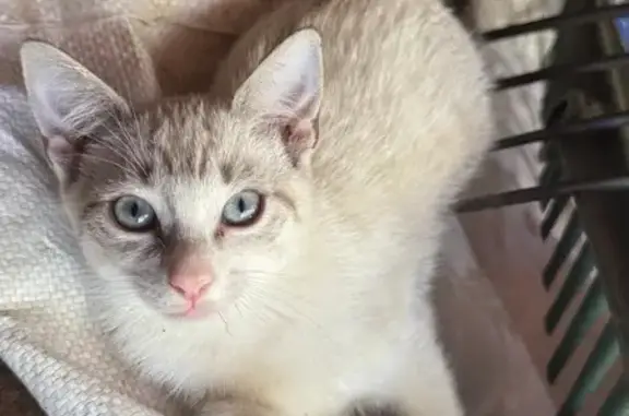 Gatos perdidos, , foto: Gatitas Perdidas en Noja: Ayuda Urgente