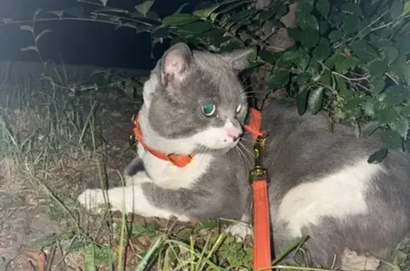 Chat perdu, , photo: Chat perdu : gris/blanc, harnais orange