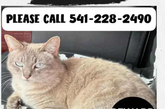 Lost and found pets Springfield, photo: Lost Cat: Blue Eyes, Chatty, 55th Pl.