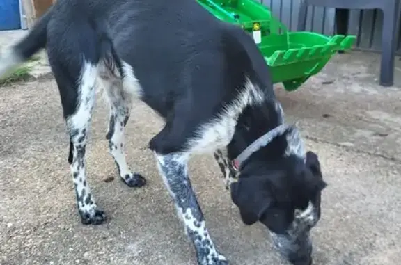Chien trouvé , photo: Chien retrouvé à Thionville, propriétaire venu