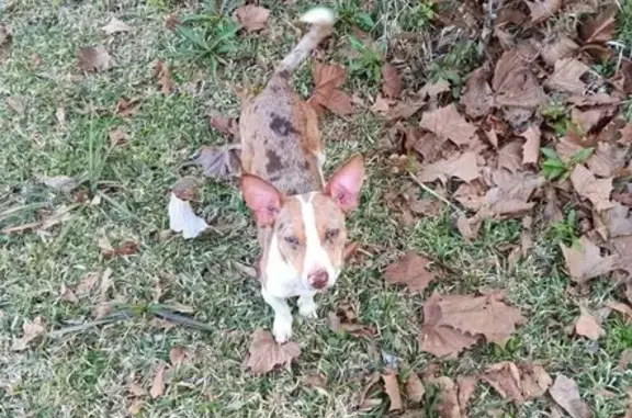 Lost Medium Dog on Dearman Ave, Moss Point