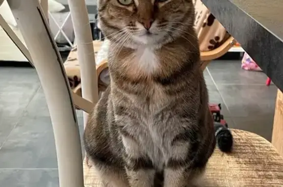 Chat perdu, , photo: Chatte tigrée perdue, collier orange