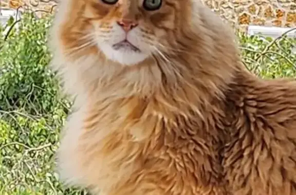 Chat roux perdu, âgé, Rue Delsol, urgent - photo