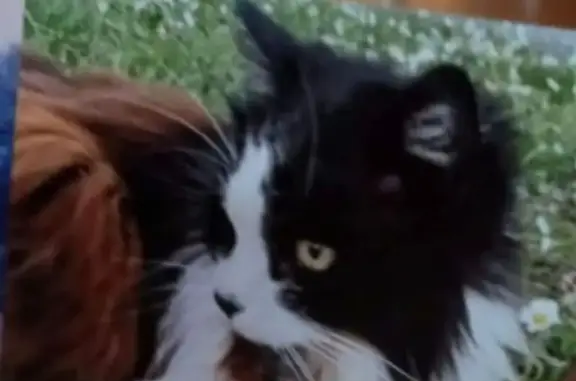 Chatte âgée perdue à Billère, ramenez-la svp - photo