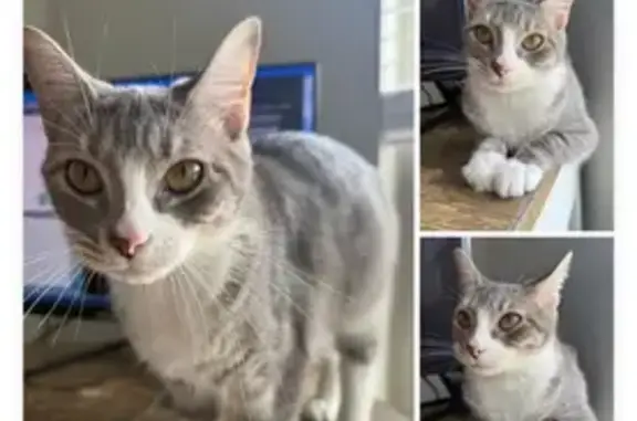 Lost Cat: Grey/White, Answers to Mochi