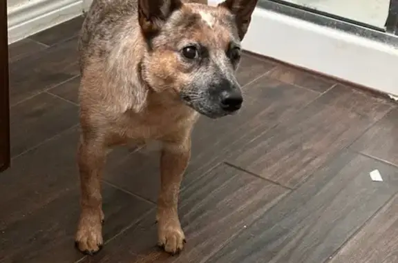 Lost Dog: Pointy Ears, Nub Tail, Help!