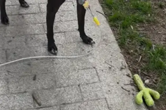 Lost Dog: Black Collar, East Main St
