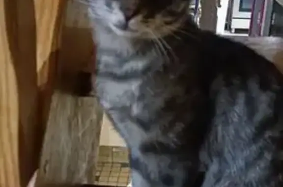 Chat trouvé , photo: Chat sociable tigré trouvé non identifié