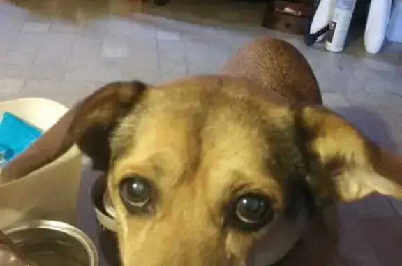 Lost: Light Brown Senior Dog in Sherman