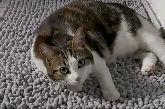 Chat perdu, Cognac, photo: Chatte perdue: Bassim, pelage blanc tigré