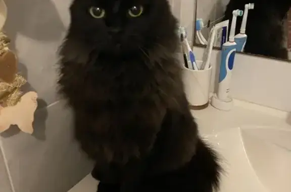 Chatte noire perdue à Château-Thébaud - photo