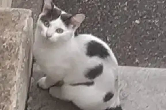 Chat trouvé Avon, photo: Chat trouvé rue des Sapins, Avon