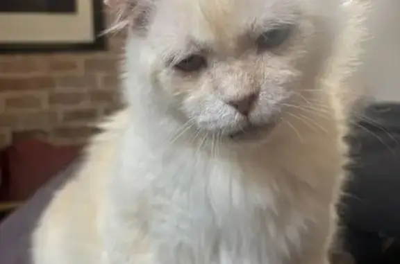 Gatos perdidos, Barcelona, foto: ¡Gato Mayor Perdido en Barcelona!