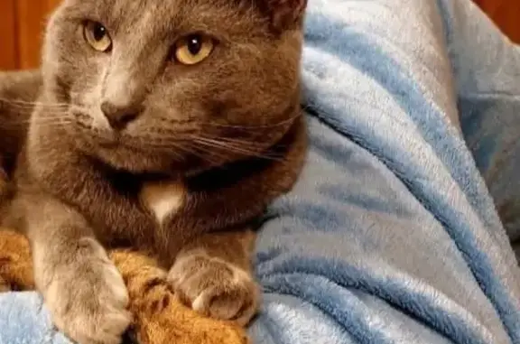 Animaux perdus , photo: Chat perdu, gris, pucé, collier bleu