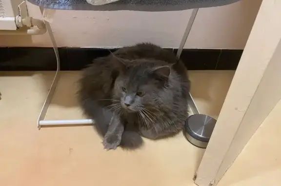 Animaux perdus Tours, photo: Chat perdu : Smoke, Maine Coon gris, craintif
