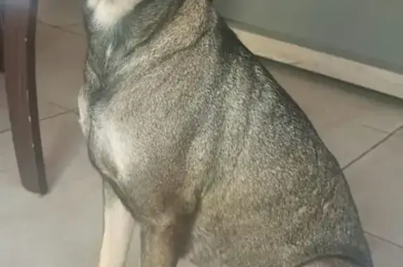cachorro desaparecida