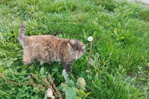 Chat perdu, Bonneville, photo: Chatte tigrée perdue près du vétérinaire