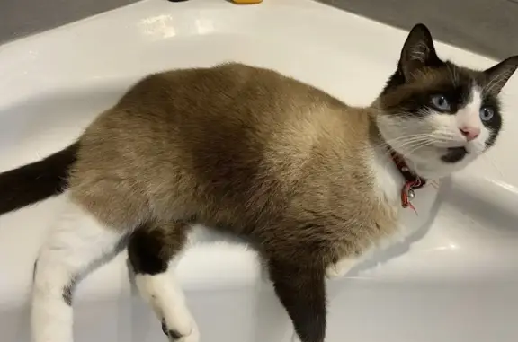 Chat perdu à Châteauneuf-sur-Loire - photo