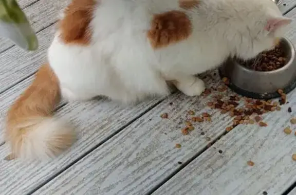 Found cat Hernando, photo: Cat Thrown Over Fence by Men in Car