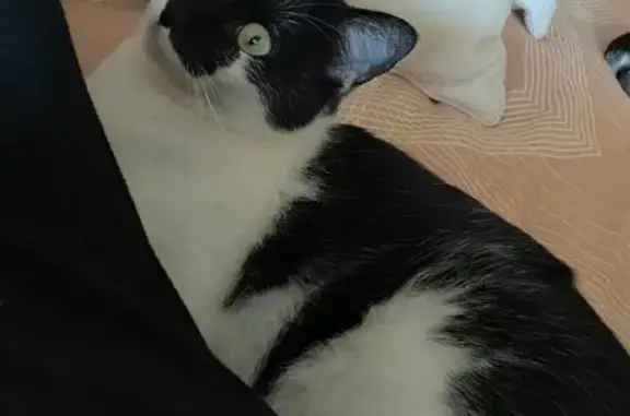 Lost Cat: Zebra-Striped Sophie Grace